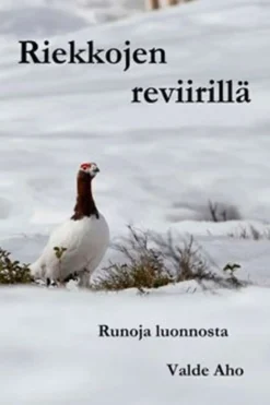 Aho, Riekkojen reviirillä