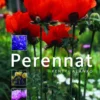 Alanko, Perennat