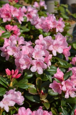 Alppiruusu 'Venla' FinE astiataimi Rhododendron 'Venla'
