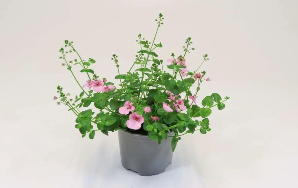 Amppelidiana Diascia 12 cm ruukussa