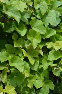 Amurinviini 2 l astiataimi Vitis amurensis