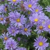 Asteri 'Kesseler' Aster