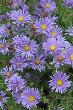 Asteri 'Kesseler' Aster