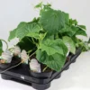 Avomaankurkun taimi 12 cm ruukussa