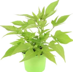 Bataatti 12 cm ruukussa