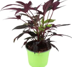Bataatti 12 cm ruukussa