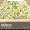 Buzzy bio sprouting alfalfa siemen