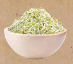 Buzzy bio sprouting alfalfa siemen