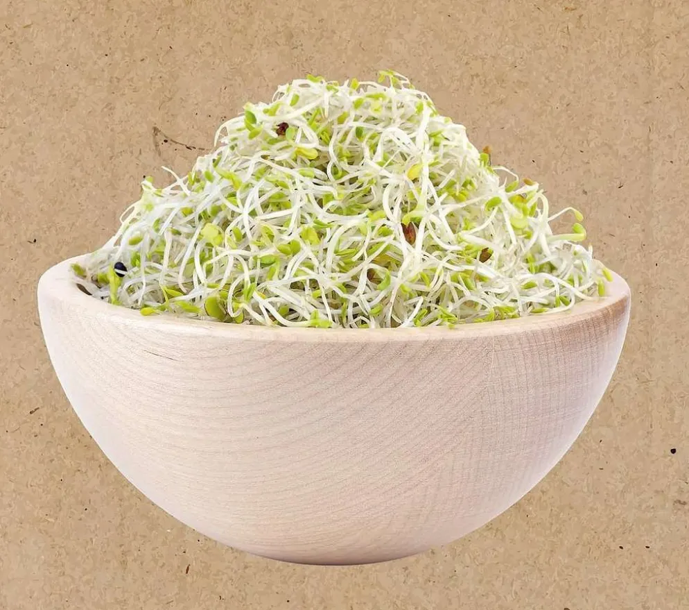 Buzzy bio sprouting alfalfa siemen
