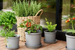 Cultivate alusvati 21 cm harmaa