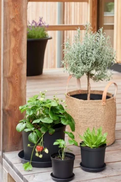 Cultivate istutusruukku 12 cm musta