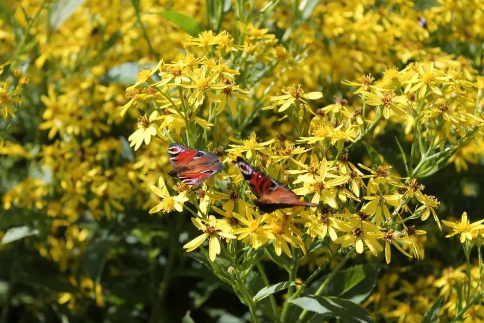 Dorianvillakko Senecio Doria