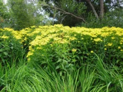 Dorianvillakko Senecio Doria