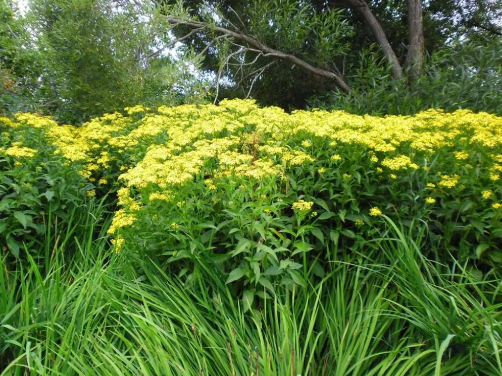 Dorianvillakko Senecio Doria