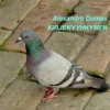 Dumas, Kirjekyyhkynen (mp3-cd)