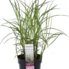 Elefanttiheinä Fern. 40 cm