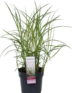 Elefanttiheinä Fern. 40 cm