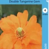 Espanjanunikko Double Tangerine Gem