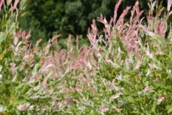 Hakuropaju ’Hakuro Nishiki’ 3 l astiataimi Salix integra 'Hakuro Nishiki'
