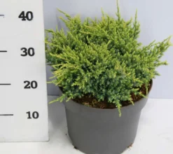 Himalajankataja 'Holger' 30-40 cm astiataimi 5 l ruukku Juniperus squamata 'Holger'