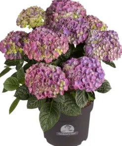 Hortensia RK 21 cm sininen
