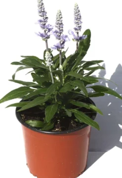 Härmesalvia 13 cm ruukku