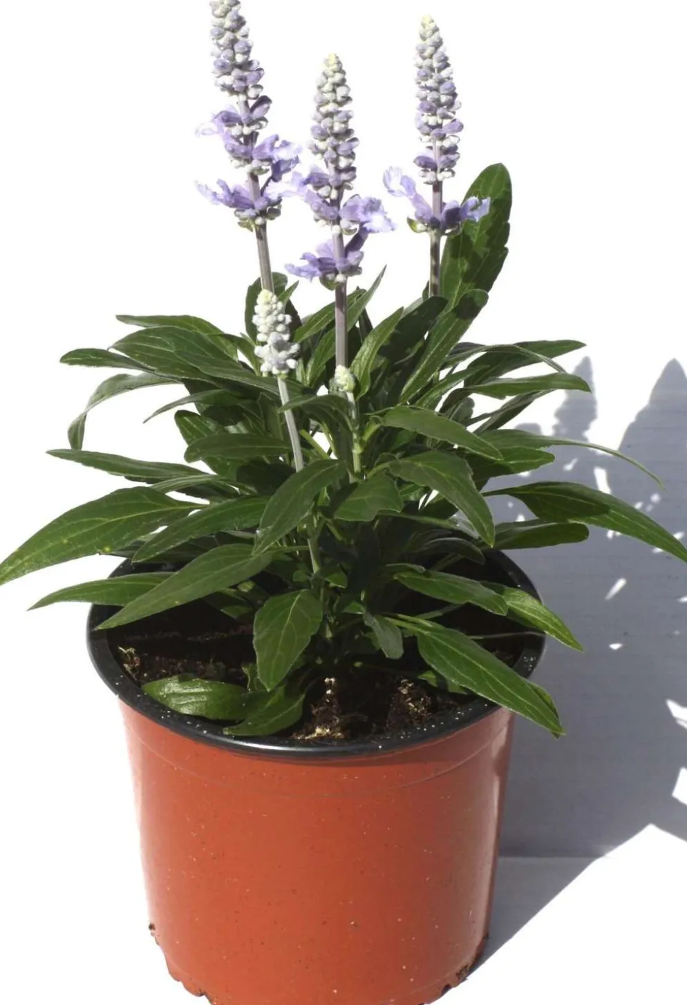 Härmesalvia 13 cm ruukku