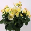 Huiskula begonia-amppeli 23 cm ruukussa