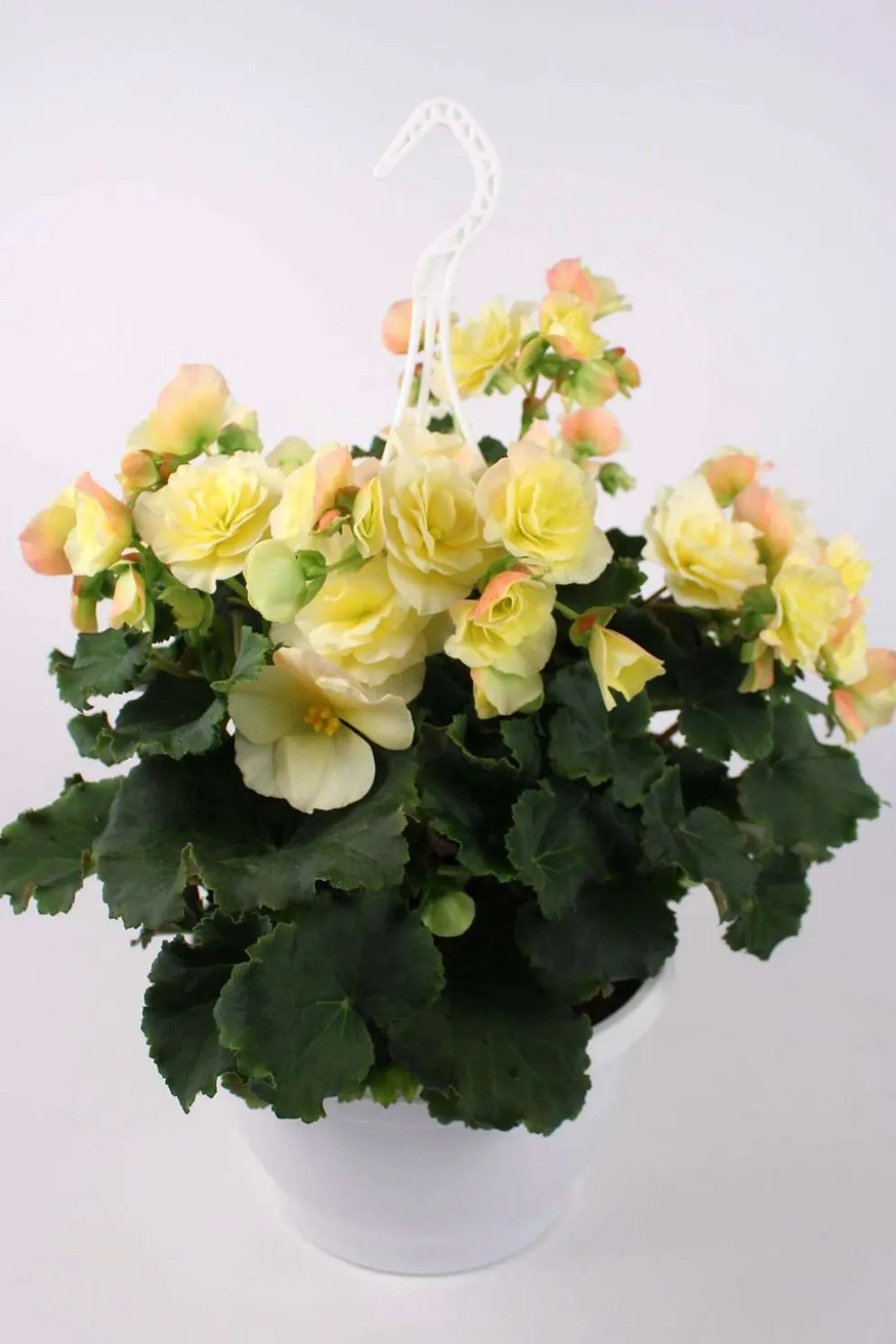 Huiskula begonia-amppeli 23 cm ruukussa