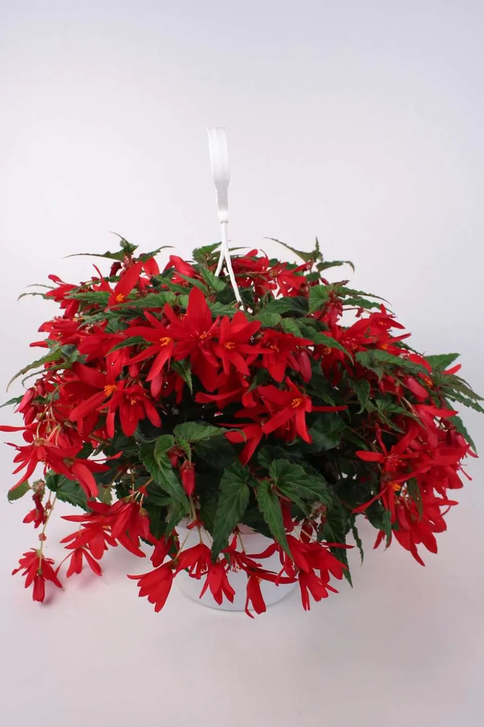 Huiskula begonia-amppeli 23 cm ruukussa
