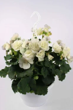 Huiskula begonia-amppeli 23 cm ruukussa