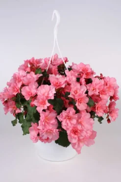Huiskula begonia-amppeli 23 cm ruukussa
