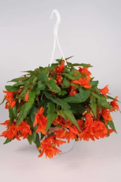Huiskula begonia-amppeli 23 cm ruukussa