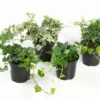 Huiskula muratti 11 cm