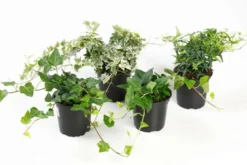 Huiskula muratti 11 cm