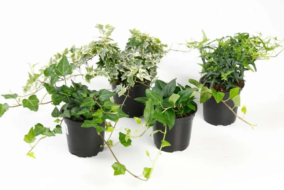 Huiskula muratti 11 cm