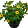 Huovinkukka