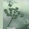 Huttunen, Sinulle - minulta