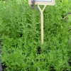 Iisoppi Dracocephalum officinalis