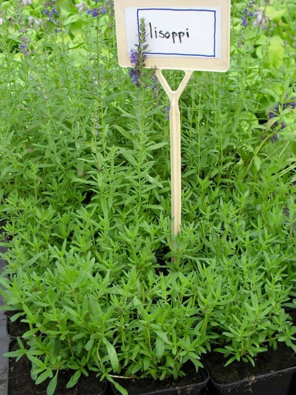 Iisoppi Dracocephalum officinalis