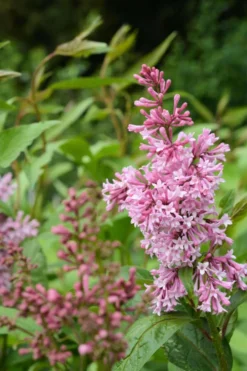 Isabellansyreeni 'James MacFarlane' AT 3 l