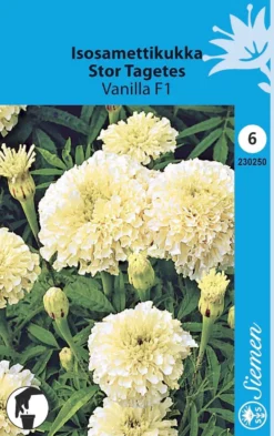 Isosamettikukka Vanilla F1