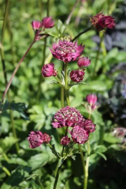 Isotähtiputki 'Sparkling Stars Red' Astrantia major 'Sparkling Stars Red'