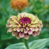 Isotsinnia Queeny Lime Red