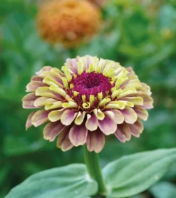 Isotsinnia Queeny Lime Red