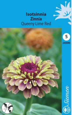Isotsinnia Queeny Lime Red