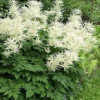 Isotöyhtöangervo Aruncus dioicus