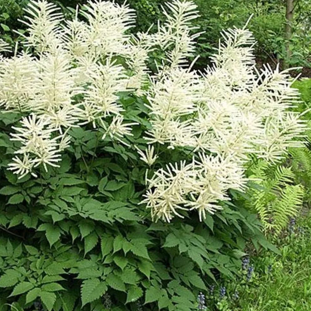 Isotöyhtöangervo Aruncus dioicus