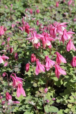Japaninakileija Cameo-R 'Rose and White' Aquilegia flabellata