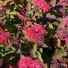Japaninangervo Double Play Doozie 3 l astiataimi Spiraea x NCSX2 Double Play Doozie